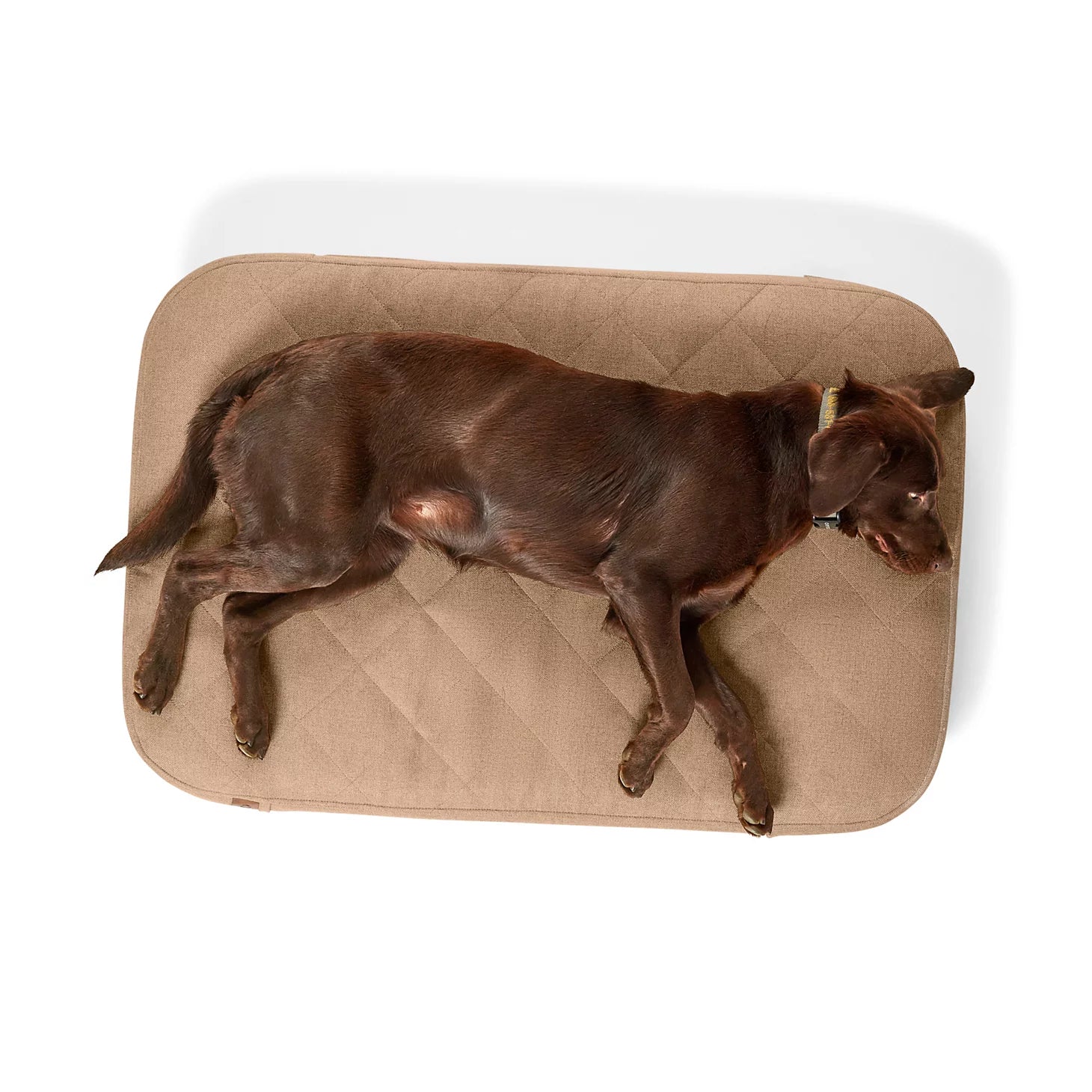 Orvis RecoveryZone® ToughChew® Lounger Dog Bed