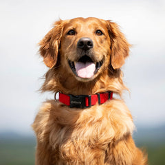 Personalized Side-Release Buckle Collar