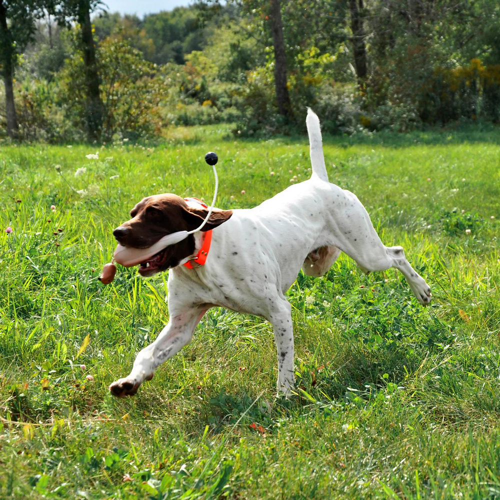 Game-Bird Training Dummy